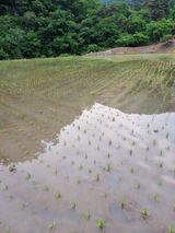 팜모닝 벼·병해충상담 게시글 이미지