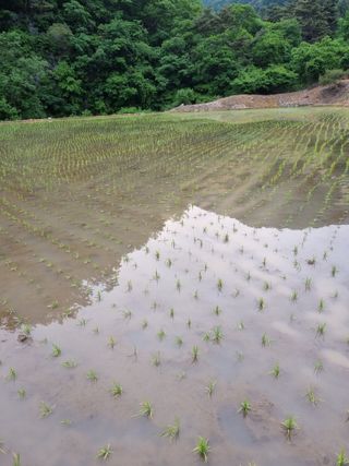 양구 촌놈님의 벼 · 병해충상담 작성글 사진