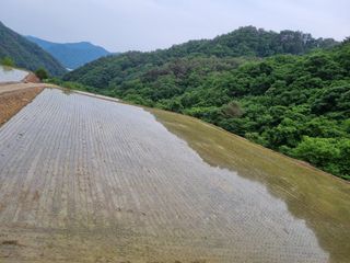 양구 촌놈님의 벼 · 병해충상담 작성글 사진