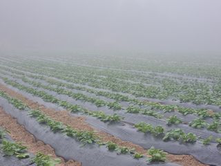 최진성님의 금쪽같은 내 작물 자랑하기 · 참여 작성글 사진