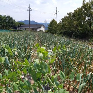 오색땅콩님의 마늘 · 마늘 쪽 비대기 작성글 사진