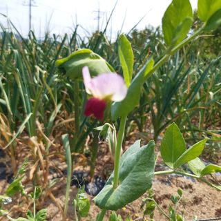 오색땅콩님의 마늘 · 마늘 쪽 비대기 작성글 사진