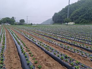 신현효님의 금쪽같은 내 작물 자랑하기 · 참여 작성글 사진