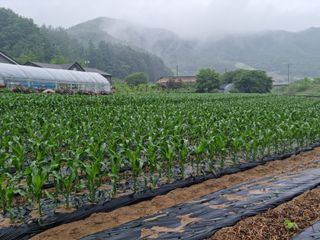 신현효님의 금쪽같은 내 작물 자랑하기 · 참여 작성글 사진