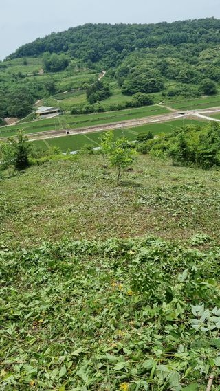 조현길님의 금쪽같은 내 작물 자랑하기 · 참여 작성글 사진