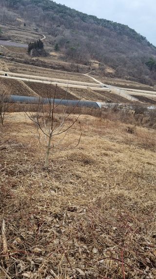 조현길님의 금쪽같은 내 작물 자랑하기 · 참여 작성글 사진