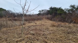 조현길님의 금쪽같은 내 작물 자랑하기 · 참여 작성글 사진