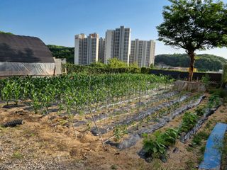 박병철님의 금쪽같은 내 작물 자랑하기 · 참여 작성글 사진