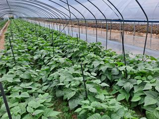 김종현님의 금쪽같은 내 작물 자랑하기 · 참여 작성글 사진