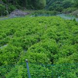 팜모닝 금쪽같은 내 작물 자랑하기·참여 게시글 이미지