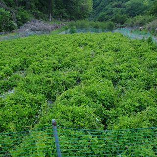 윤상국님의 금쪽같은 내 작물 자랑하기 · 참여 작성글 사진