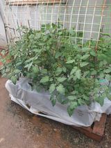 팜모닝 금쪽같은 내 작물 자랑하기·참여 게시글 이미지