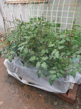 땅끝해남님의 금쪽같은 내 작물 자랑하기 · 참여 작성글 사진