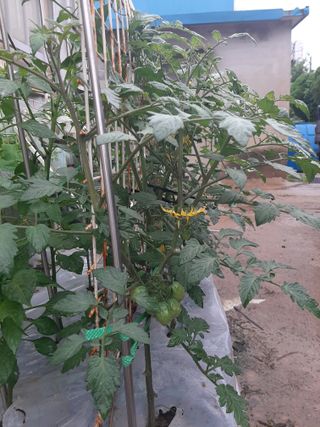 땅끝해남님의 금쪽같은 내 작물 자랑하기 · 참여 작성글 사진