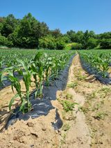 팜모닝 금쪽같은 내 작물 자랑하기·참여 게시글 이미지