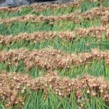 팜모닝 마늘·마늘 쪽 비대기 게시글 이미지