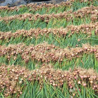 ,kim님의 마늘 · 마늘 쪽 비대기 작성글 사진