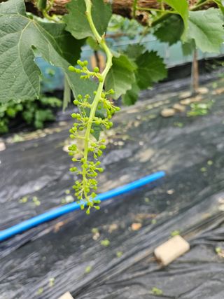 조영태님의 금쪽같은 내 작물 자랑하기 · 참여 작성글 사진