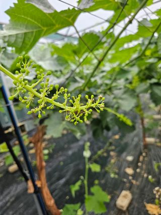 조영태님의 금쪽같은 내 작물 자랑하기 · 참여 작성글 사진