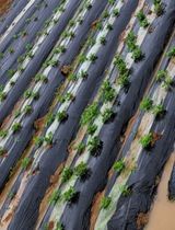 팜모닝 금쪽같은 내 작물 자랑하기·참여 게시글 이미지