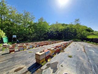 벌꿀농장♡권은주님의 금쪽같은 내 작물 자랑하기 · 참여 작성글 사진