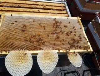 벌꿀농장♡권은주님의 금쪽같은 내 작물 자랑하기 · 참여 작성글 사진