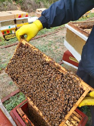 벌꿀농장♡권은주님의 금쪽같은 내 작물 자랑하기 · 참여 작성글 사진