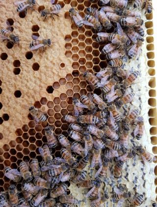 벌꿀농장♡권은주님의 금쪽같은 내 작물 자랑하기 · 참여 작성글 사진