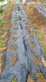 팜모닝 금쪽같은 내 작물 자랑하기·참여 게시글 이미지