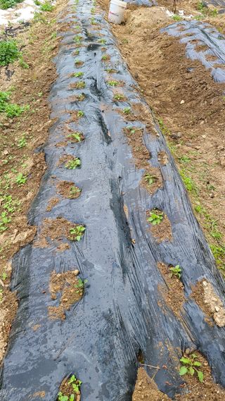 농꾼님의 금쪽같은 내 작물 자랑하기 · 참여 작성글 사진