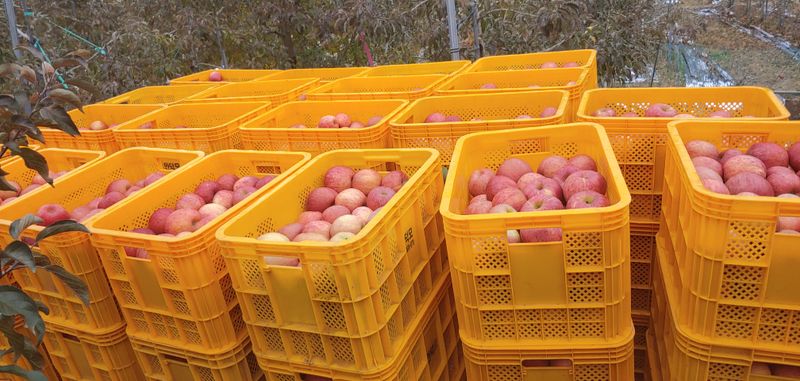 안미화님의 장터 판매 상품 [사과즙 50봉] 첨부 사진