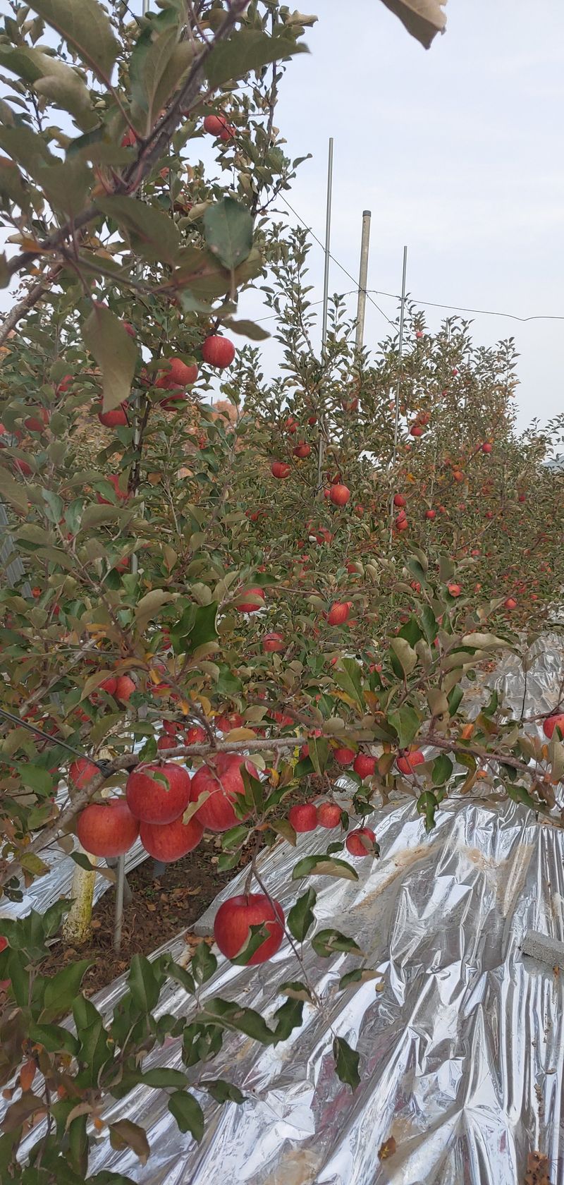 안미화님의 장터 판매 상품 [사과즙 50봉] 첨부 사진