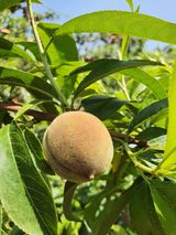 팜모닝 금쪽같은 내 작물 자랑하기·참여 게시글 이미지