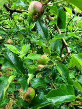 팜모닝 금쪽같은 내 작물 자랑하기·참여 게시글 이미지