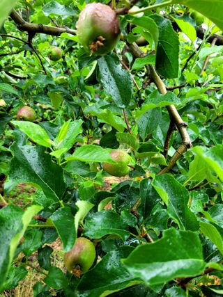 산신님의 금쪽같은 내 작물 자랑하기 · 참여 작성글 사진