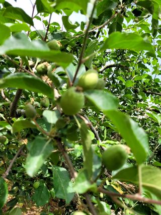 산신님의 금쪽같은 내 작물 자랑하기 · 참여 작성글 사진