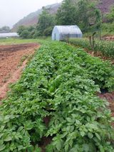 팜모닝 금쪽같은 내 작물 자랑하기·참여 게시글 이미지