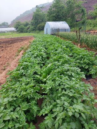 윤홍규님의 금쪽같은 내 작물 자랑하기 · 참여 작성글 사진