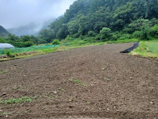 오형섭 님의 들깨 · 자유게시판 작성글 사진