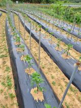 팜모닝 금쪽같은 내 작물 자랑하기·참여 게시글 이미지