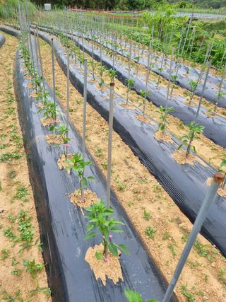 이종규님의 금쪽같은 내 작물 자랑하기 · 참여 작성글 사진