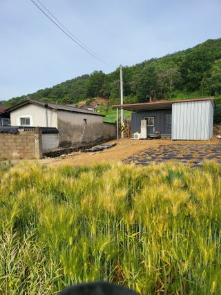 정용학님의 금쪽같은 내 작물 자랑하기 · 참여 작성글 사진