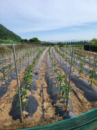 정용학님의 금쪽같은 내 작물 자랑하기 · 참여 작성글 사진