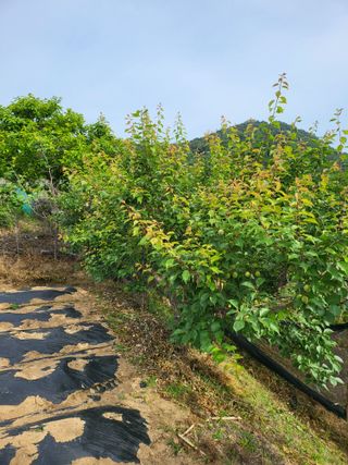 정용학님의 금쪽같은 내 작물 자랑하기 · 참여 작성글 사진