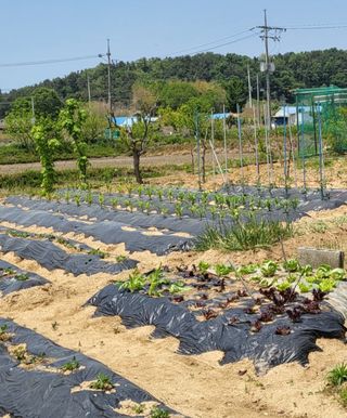 왕비들국화님의 금쪽같은 내 작물 자랑하기 · 참여 작성글 사진