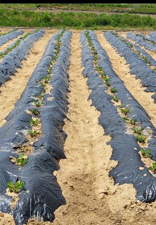 왕비들국화님의 금쪽같은 내 작물 자랑하기 · 참여 작성글 사진