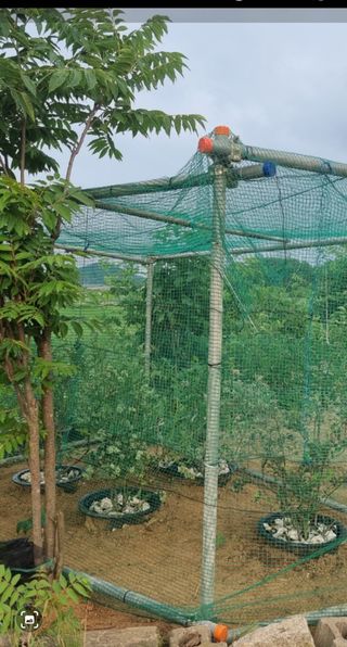 왕비들국화님의 금쪽같은 내 작물 자랑하기 · 참여 작성글 사진