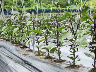 박운용님의 금쪽같은 내 작물 자랑하기 · 참여 작성글 사진