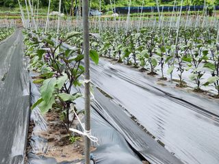 박운용님의 금쪽같은 내 작물 자랑하기 · 참여 작성글 사진