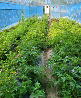 안숙현님의 금쪽같은 내 작물 자랑하기 · 참여 작성글 사진